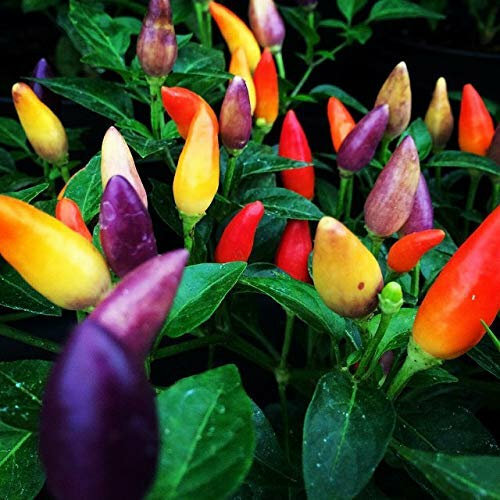 Chinese 5 Color Ornamental Purple Pepper Premium Seed Packet + More