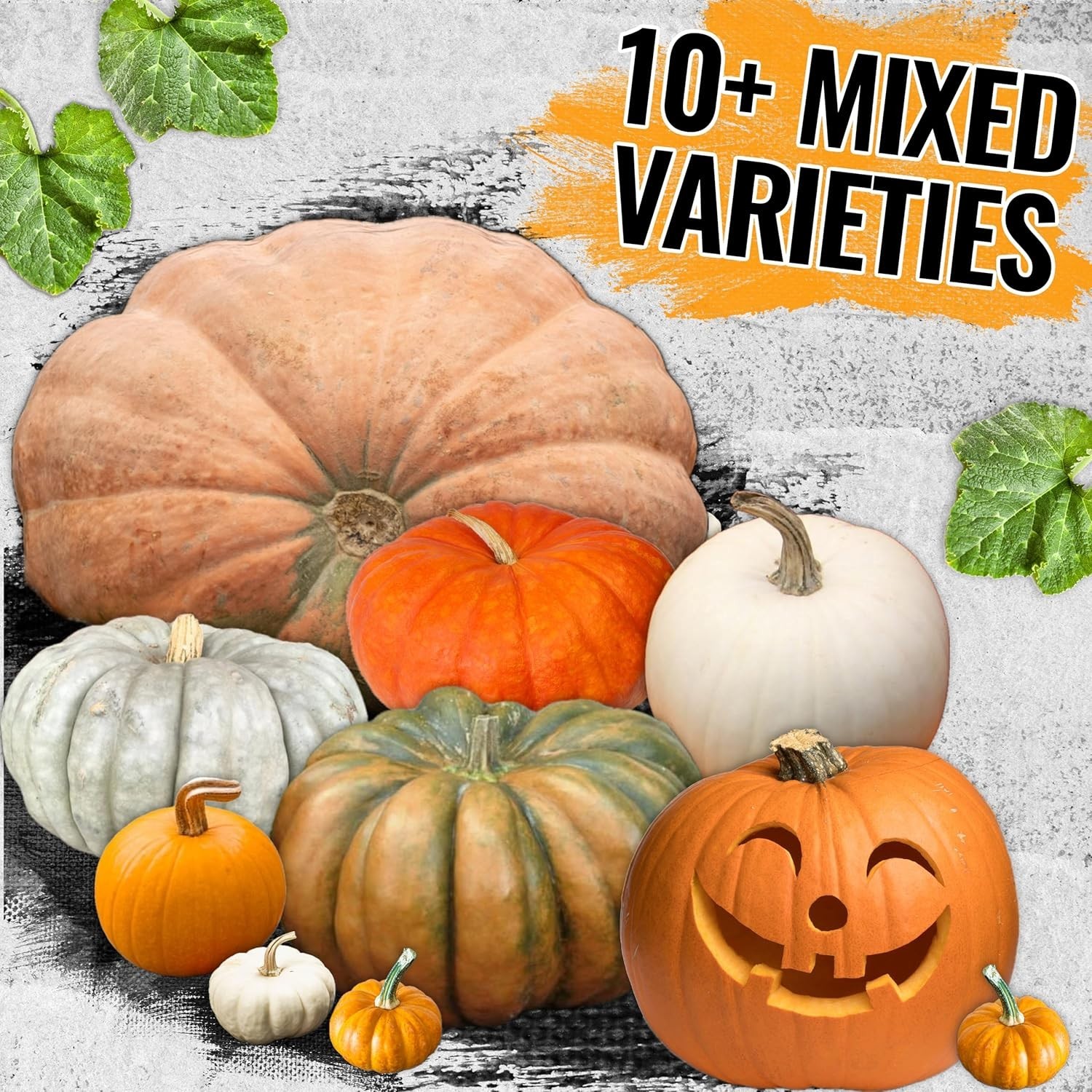 Pumpkin Seeds Specialty Spooky Blend 10+ Varieties | Lumina White, Baby Boo, …