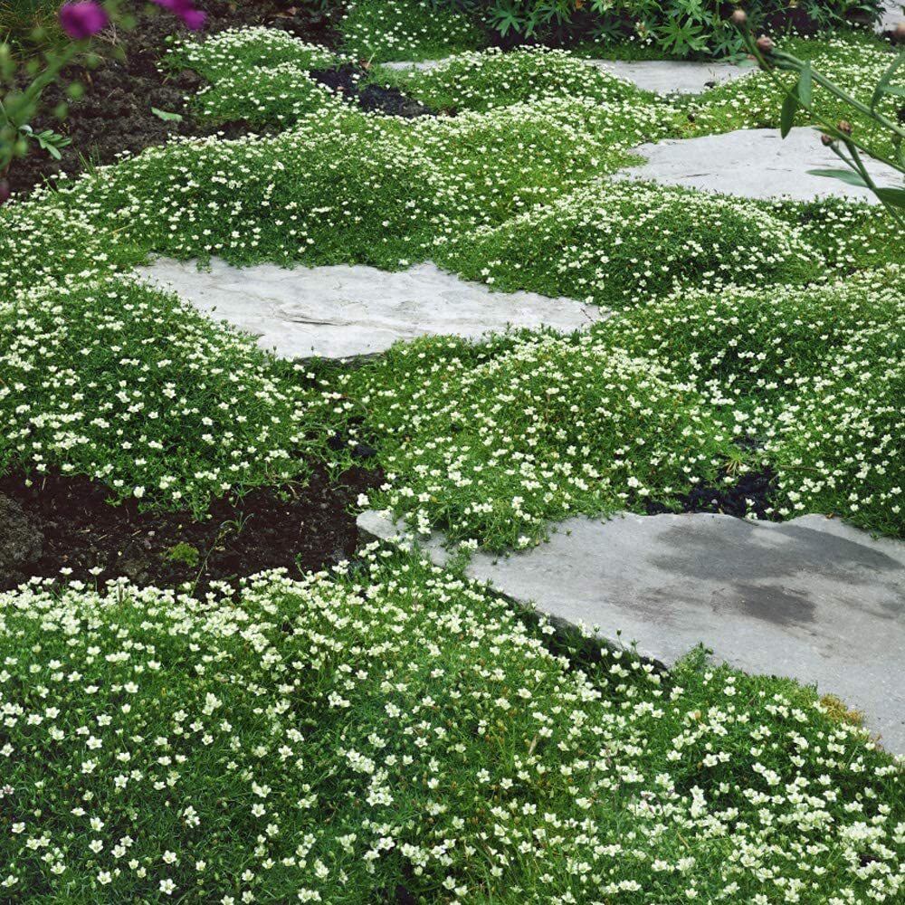 Irish Moss Seeds for Planting – Grow Stunning Ground Cover That Blooms Attractiv