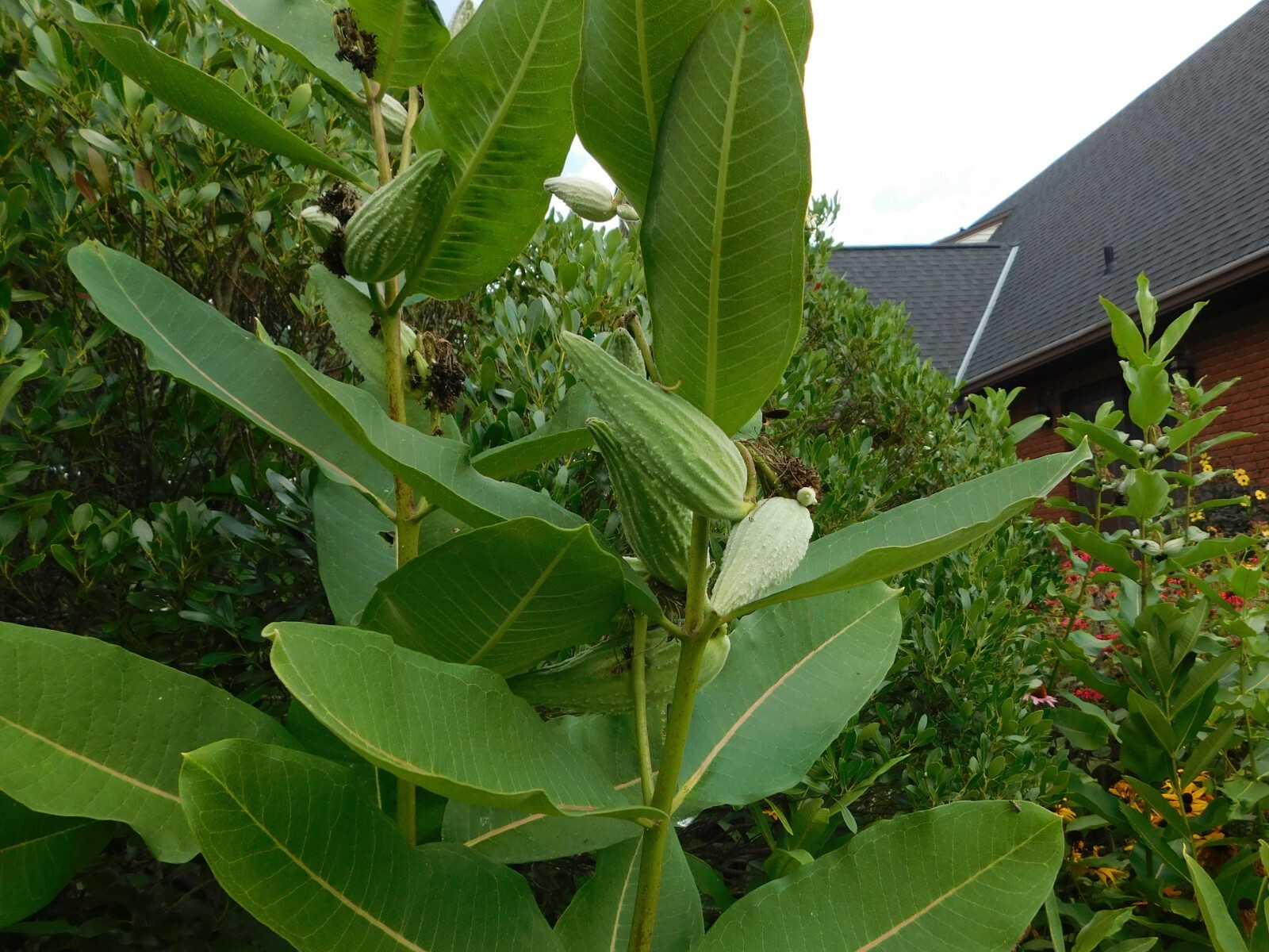 18 Common Milkweed Pods with Seeds, Asclepias Syriaca,2023 Fall Crop. Monarch H