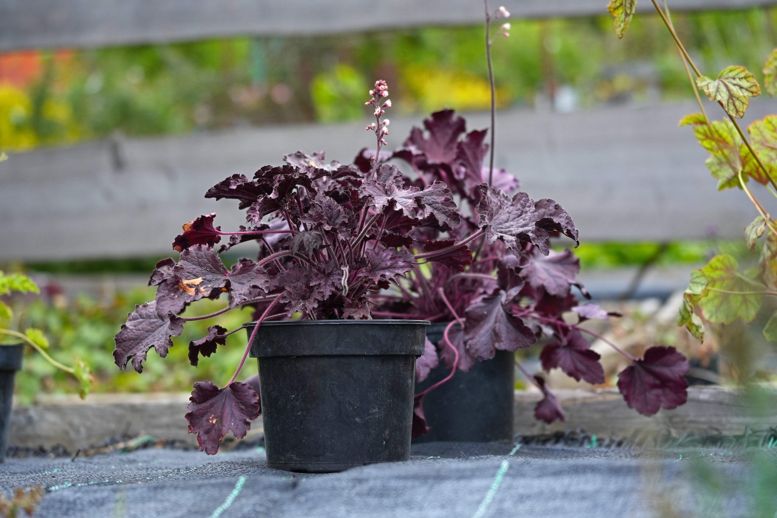 50 PALACE PURPLE HEUCHERA / CORAL BELLS Micrantha Flower Seeds *Flat S/H