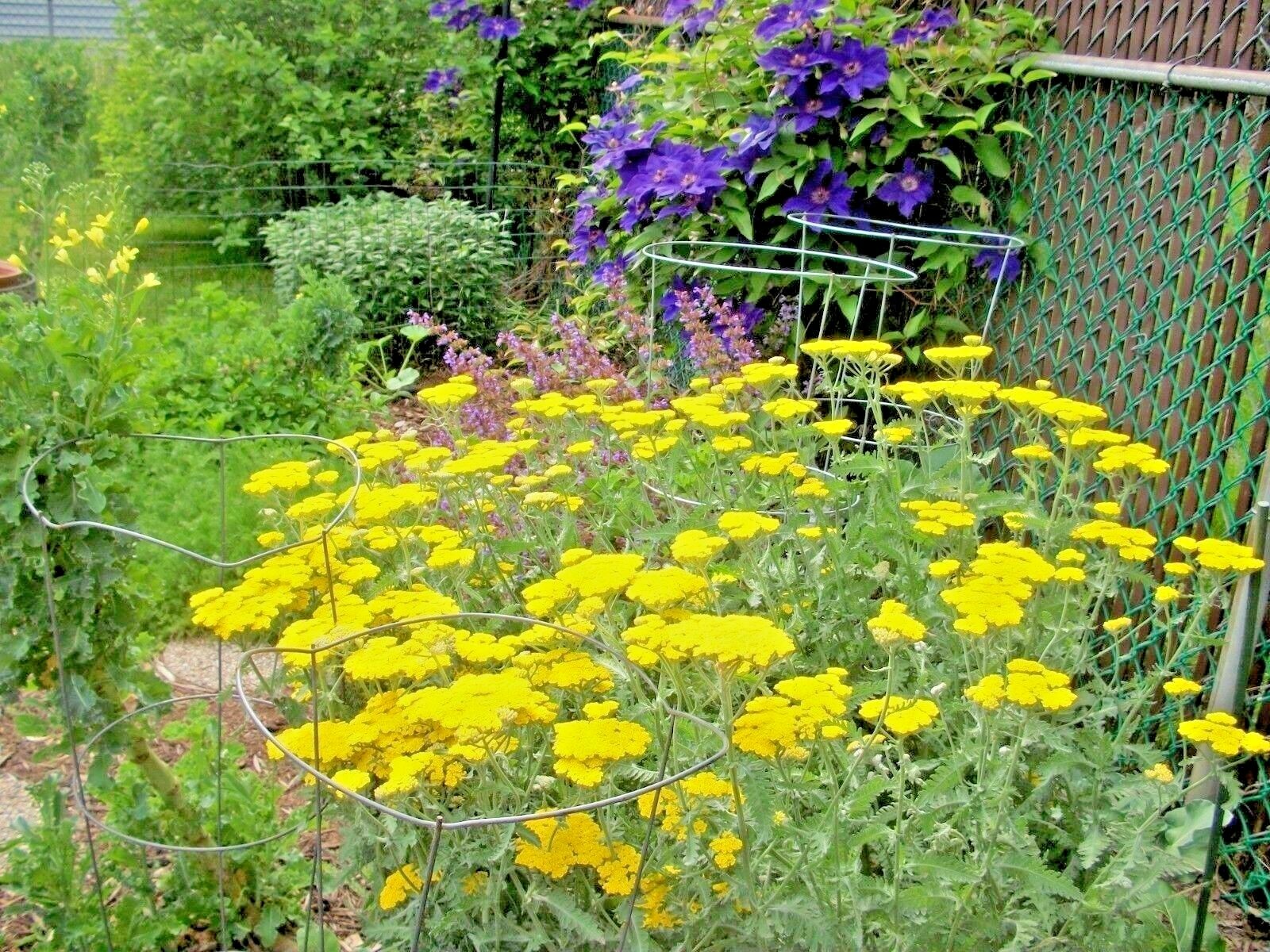 501+GOLD YELLOW YARROW Seeds Milfoil Wildflower Medicinal Herb Perennial Easy
