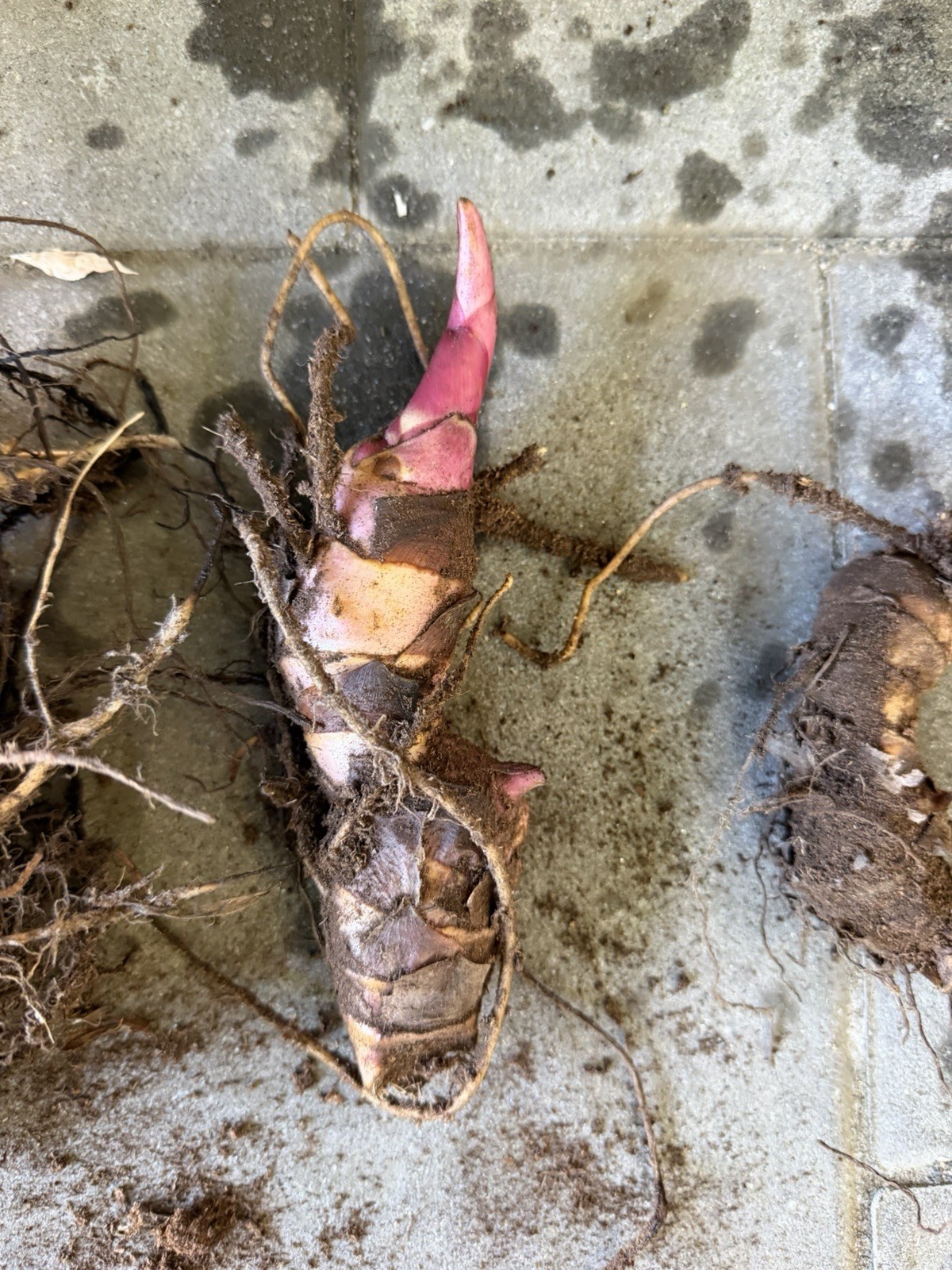 Canna Lily Bulbs Rhizomes, Red, 10-15 Count, 2-3 Lb, 6 Ft Tall