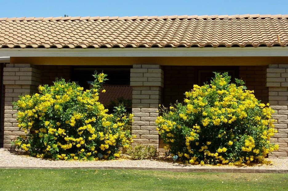 Tecoma Stans, Yellow Elder, Trumpet Shrub Bush, Small Tree 250 Seeds