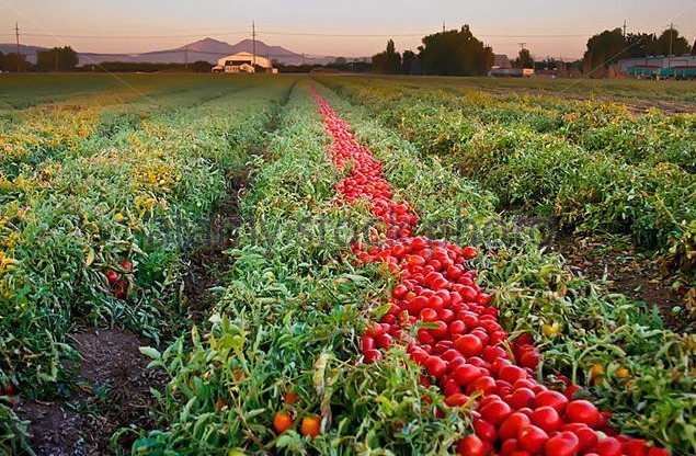 Arkansas Traveler tomato seeds non-gmo heirloom open pollinated