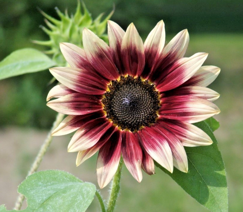 Cherry Rose Sunflower – Pack 25 Seeds – Annual Vibrant Blooms Flower