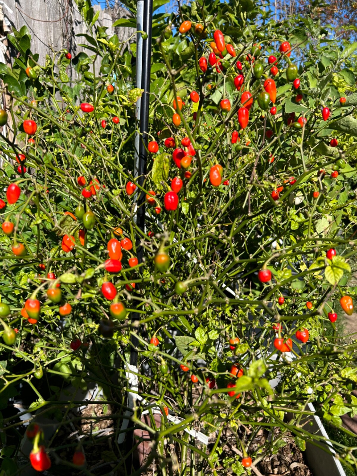 40 Hybrid Trinidad Scorpion and Peppadew Pepper Seeds Super Hot Sweet Prolific