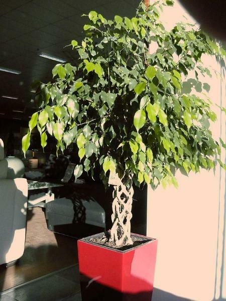 Ficus benjamina | Weeping or Benjamin Fig | Chinese Banyan | 500 Seeds