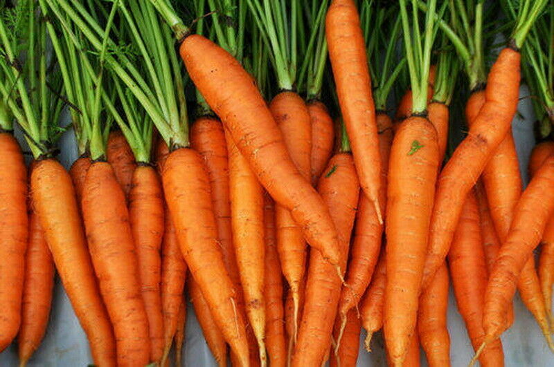 4000 Imperator 58 Carrot Seeds Heirloom – Non-GMO – Always Fresh Seeds!
