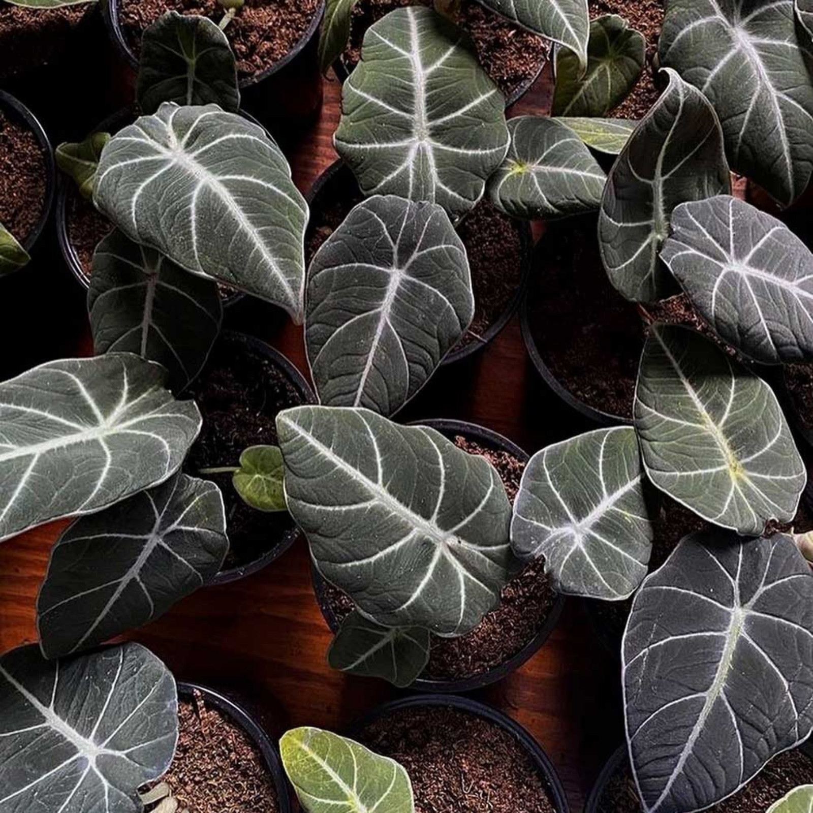 Black Velvet Alocasia Live Plant 4-6 Inches Tall Rooted Jewel Plant