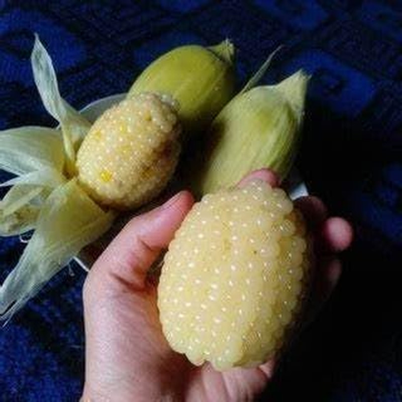 25+ BAP NEP NU SUA round Shape Corn Seeds Waxy Glutinous Corn Seeds Rare Find Cu
