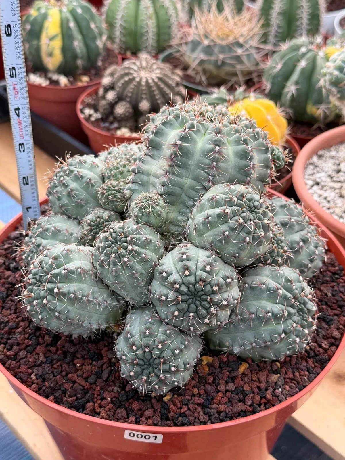 Large Gymnocalycium Baldianum Cluster | Rare Seed‑Grown Live Cactus Plant