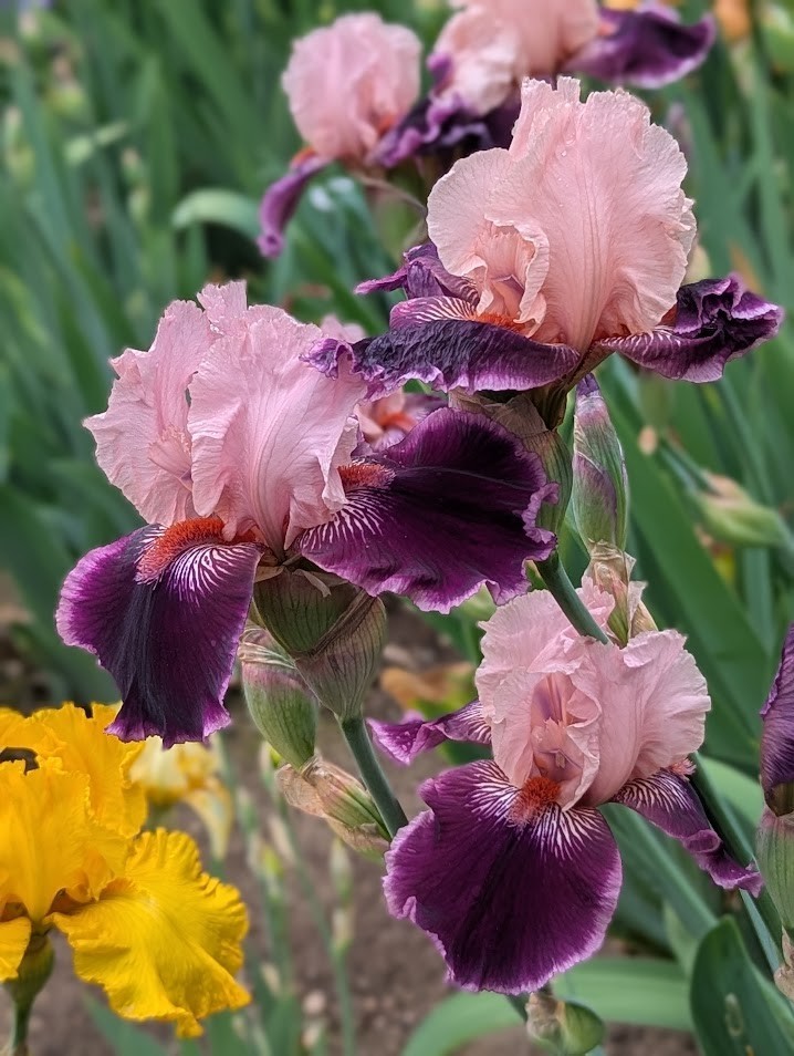 ‘Queen’s Ransom’ ‘TB Bearded Iris Rhizome PRE-SALE to Ship Aug/Sept