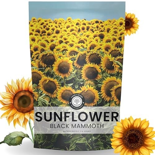 Bulk 1/4 lb Black Mammoth Sunflower Seeds – 1,000 Premium Flower Seeds for Plant