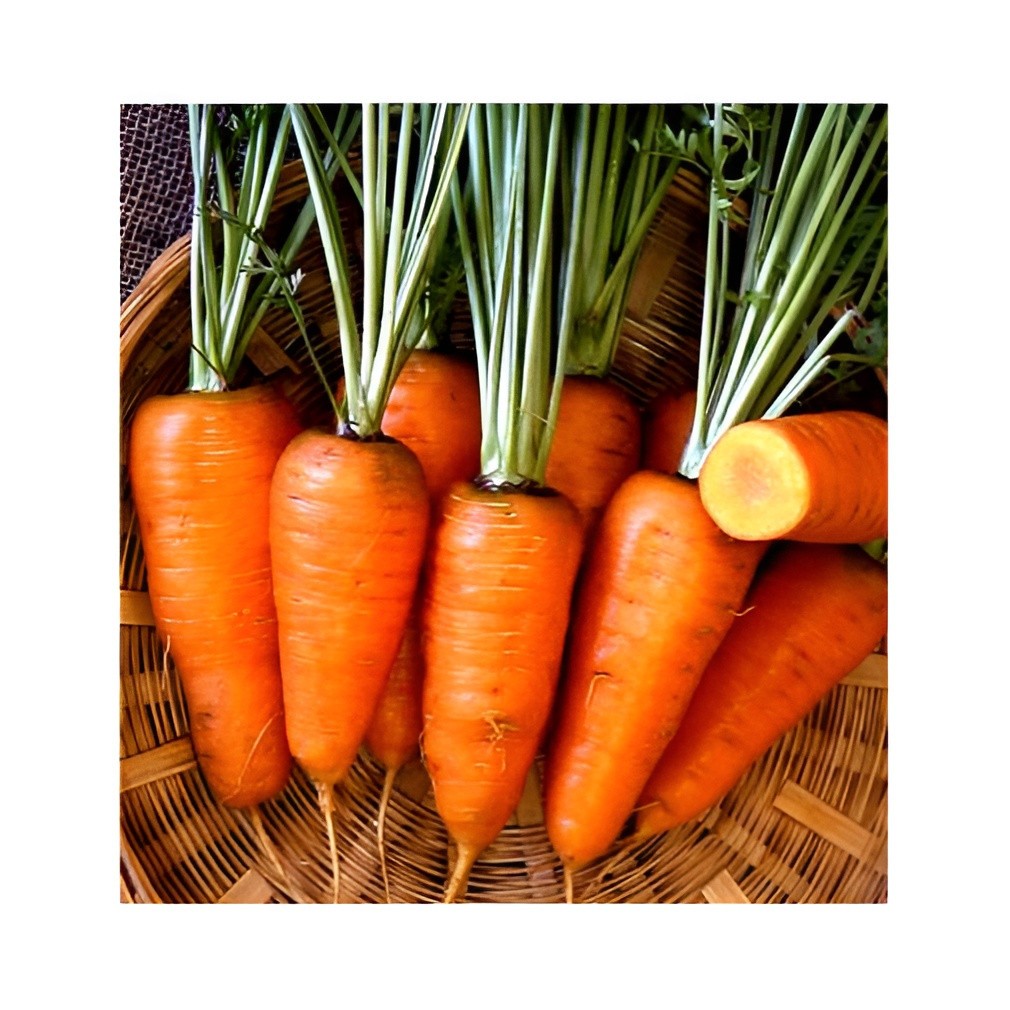 2,000 Heirloom Chantenay Red Core Carrot Seeds Organic NonGMO Sweet Red Core