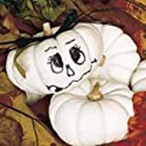 Baby Boo Pumpkins Seeds (((25 Seed Packet))) (More Heirloom, Organic, Non GMO, V