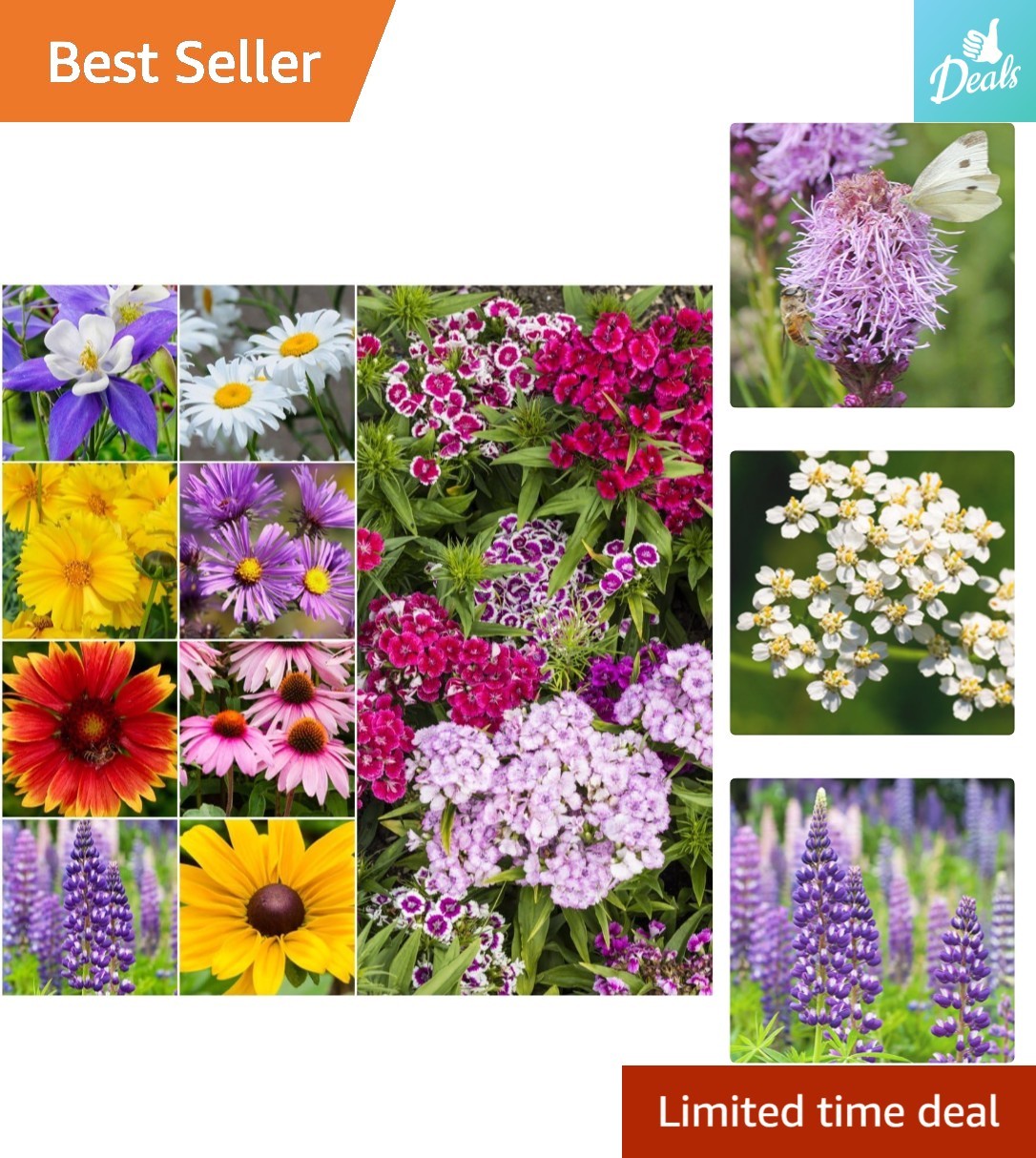30,000+ Non-GMO Wildflower Seeds Mix | 16 Perennial Species for Full Sun Gardens