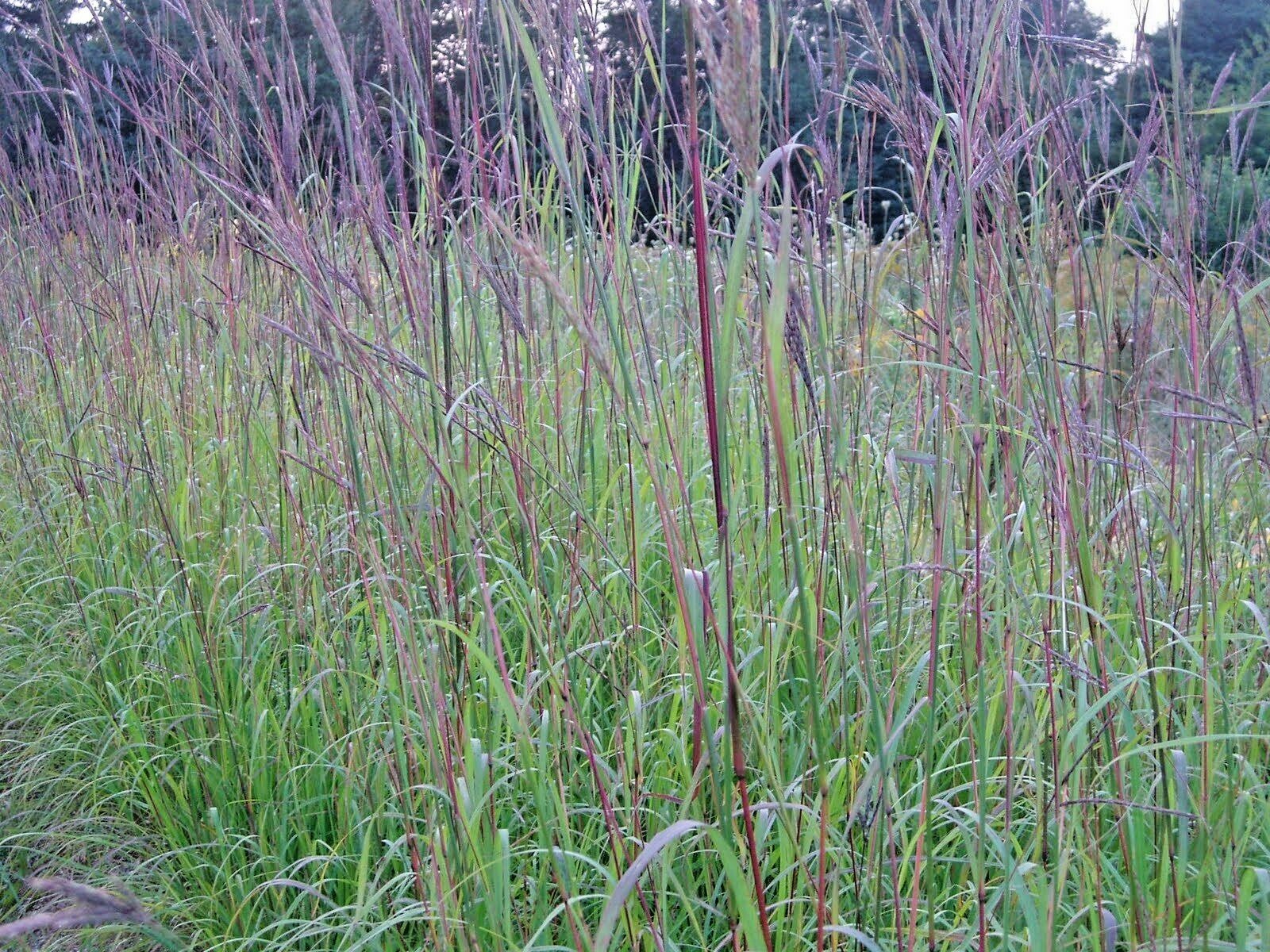 500+BIG BLUESTEM Seeds Native Tall Grass Prairie Ornamental Drought Heat Cold
