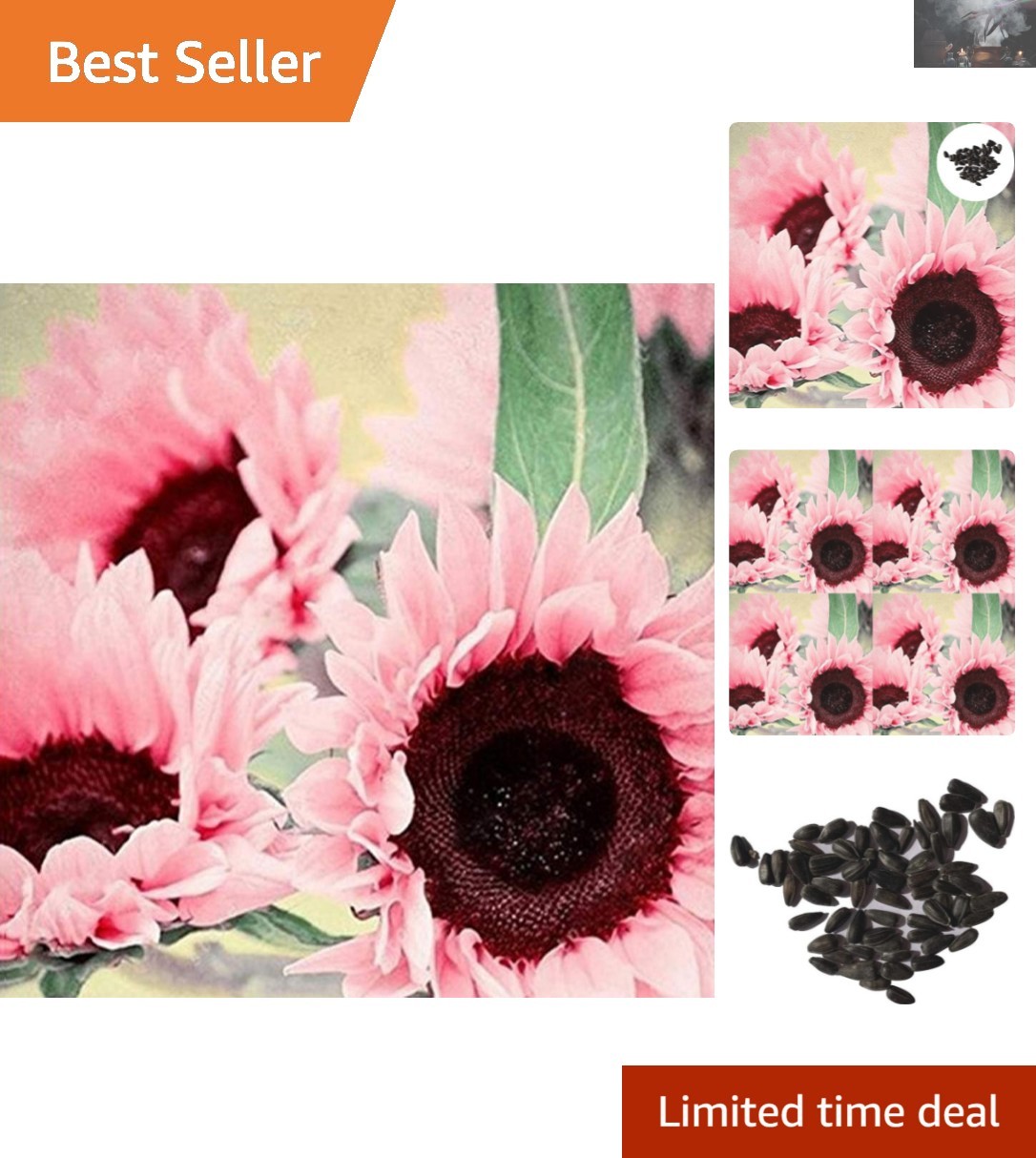 Rare 15 Count Pink Iris Sunflower Seeds – Perfect for Outdoor Gardens & Bouquets