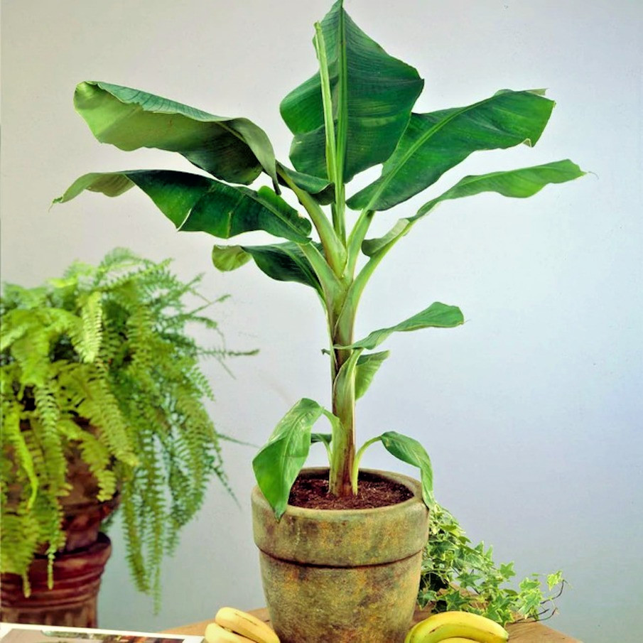 Banana Tree Seed Mix – Dwarf Pink Musa velutina & Dwarf Acuminata Tropical Fruit