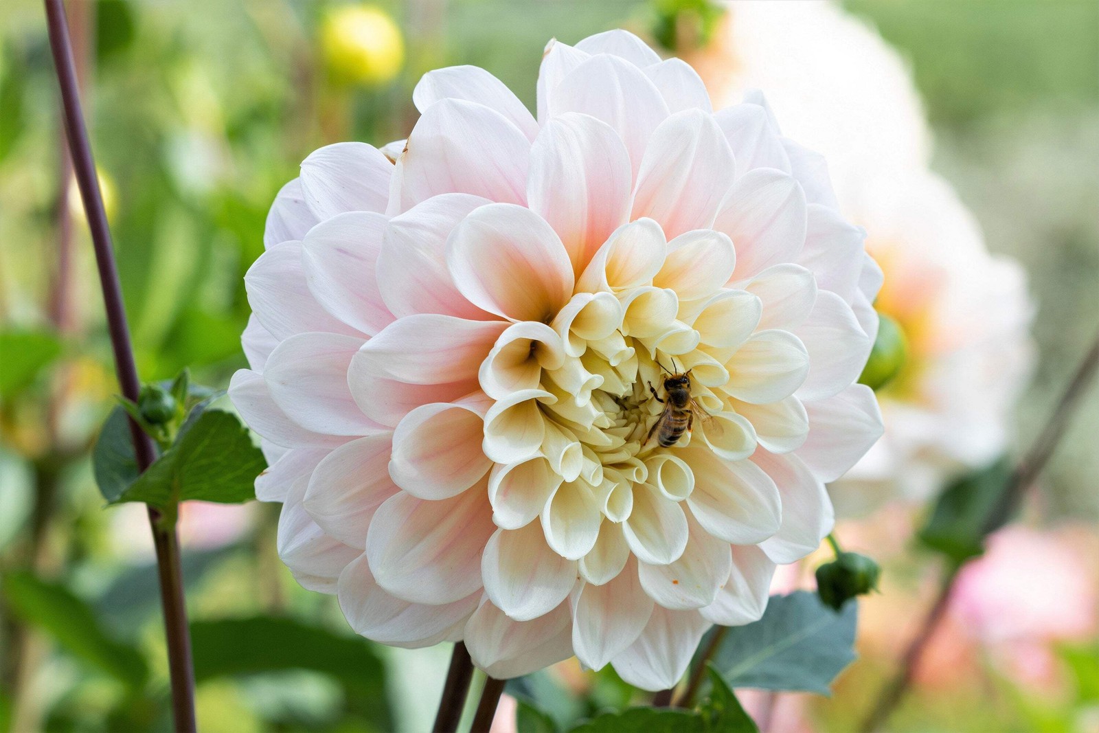 50 WATERCOLOR MIX DAHLIA Variabilis Double Bloom Mixed Colors Flower Seeds
