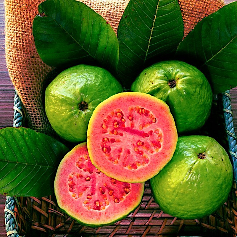 100 Lemon Apple Pink Guava Tree Fruit Seeds ‘Ruby Supreme’ Plant Psidium guajava