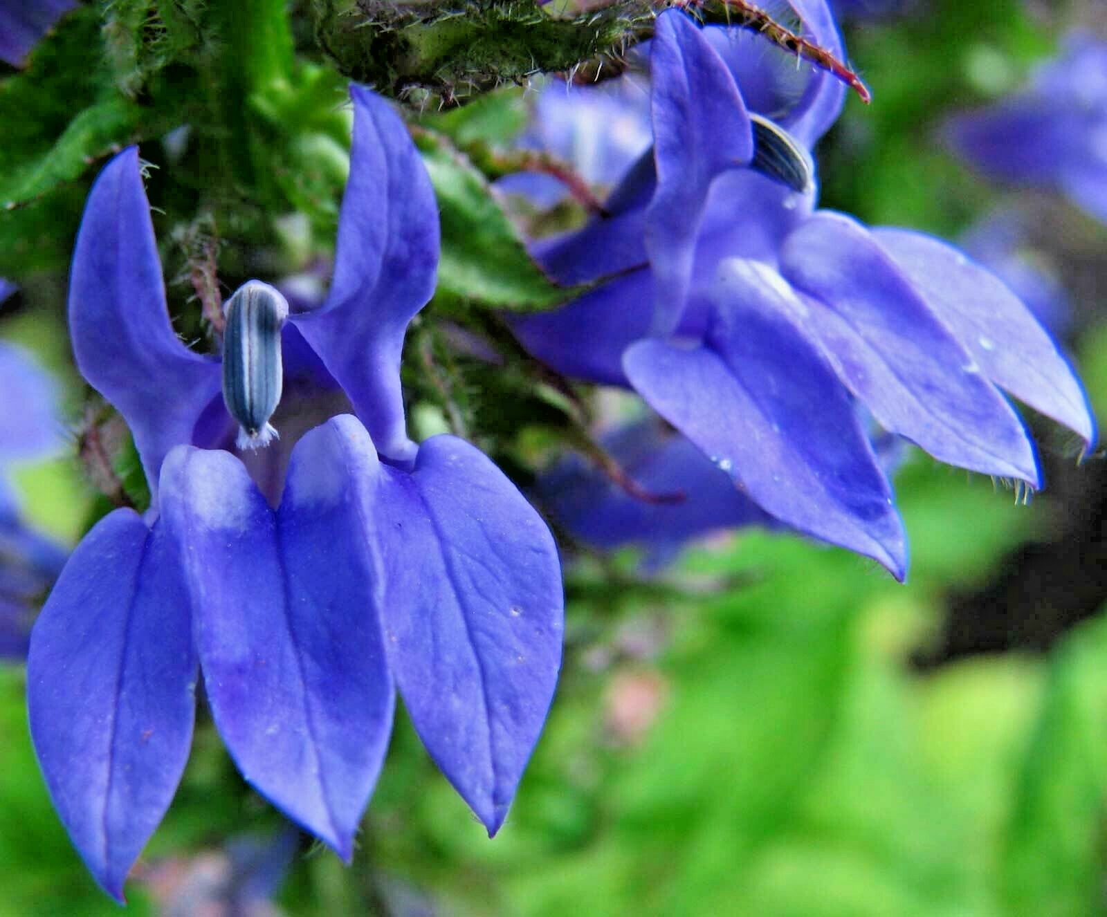 301+GREAT BLUE LOBELIA Seeds Native Wildflower Poor Soils Shade Garden Heat Cold