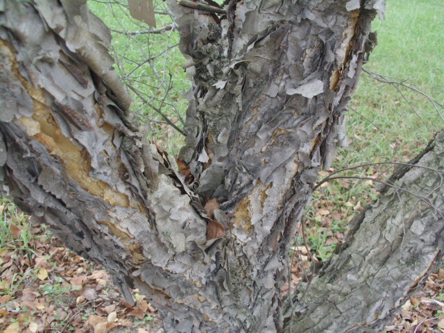 30 CHINESE PAPER BIRCH SEEEDS – Betula albo-sinensis