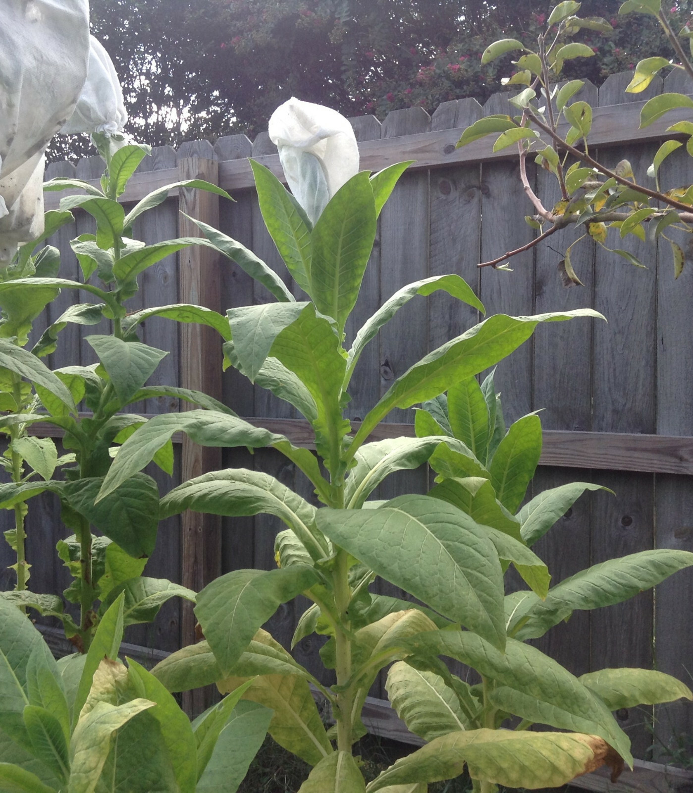 Yellow Twist Bud Tobacco Seed (1000+ seeds)