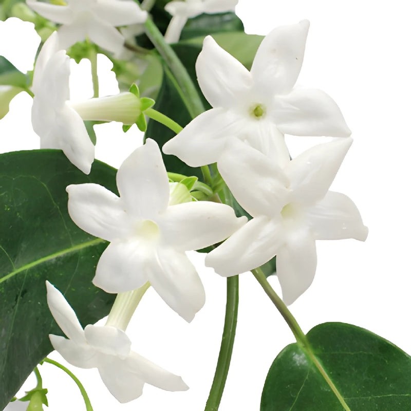 Stephanotis floribunda Hawaiian Wedding Flower 20 seeds