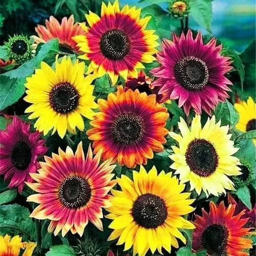 Sunflower Seeds for Planting Heirloom Non-GMO, Bulk Package of 15 Varieties Mix