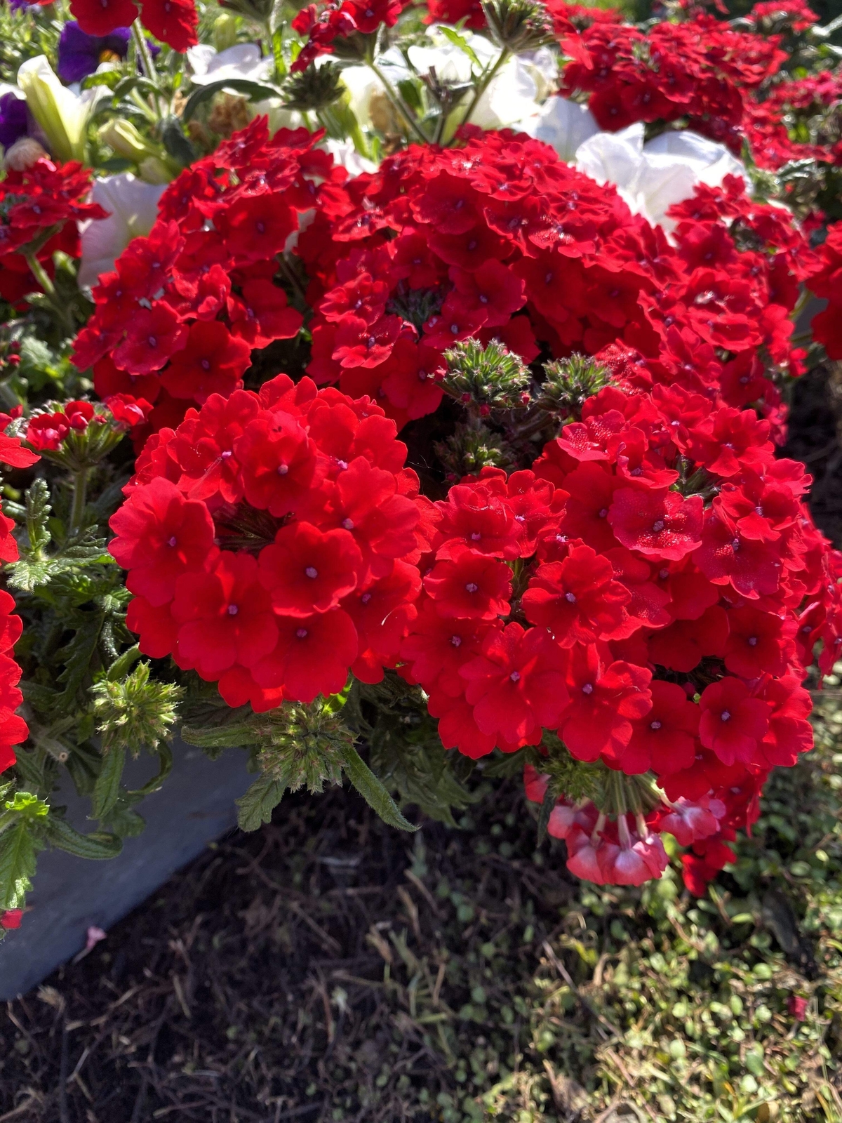 50 SCARLET VERBENA Red Nana Compacta Fragrant Flower Seeds *Combined Shipping