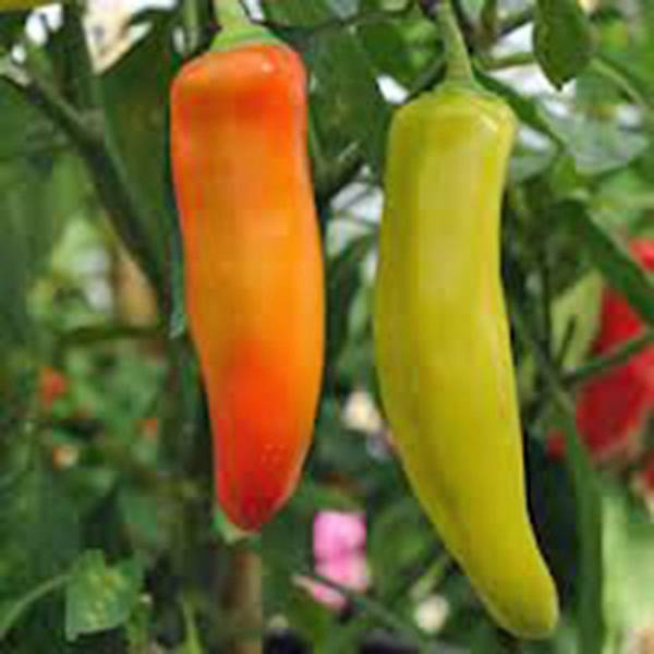 PEPPER SEED, SPICY HUNGARIAN YELLOW WAX, HEIRLOOM, NON GMO, 100 SEEDS