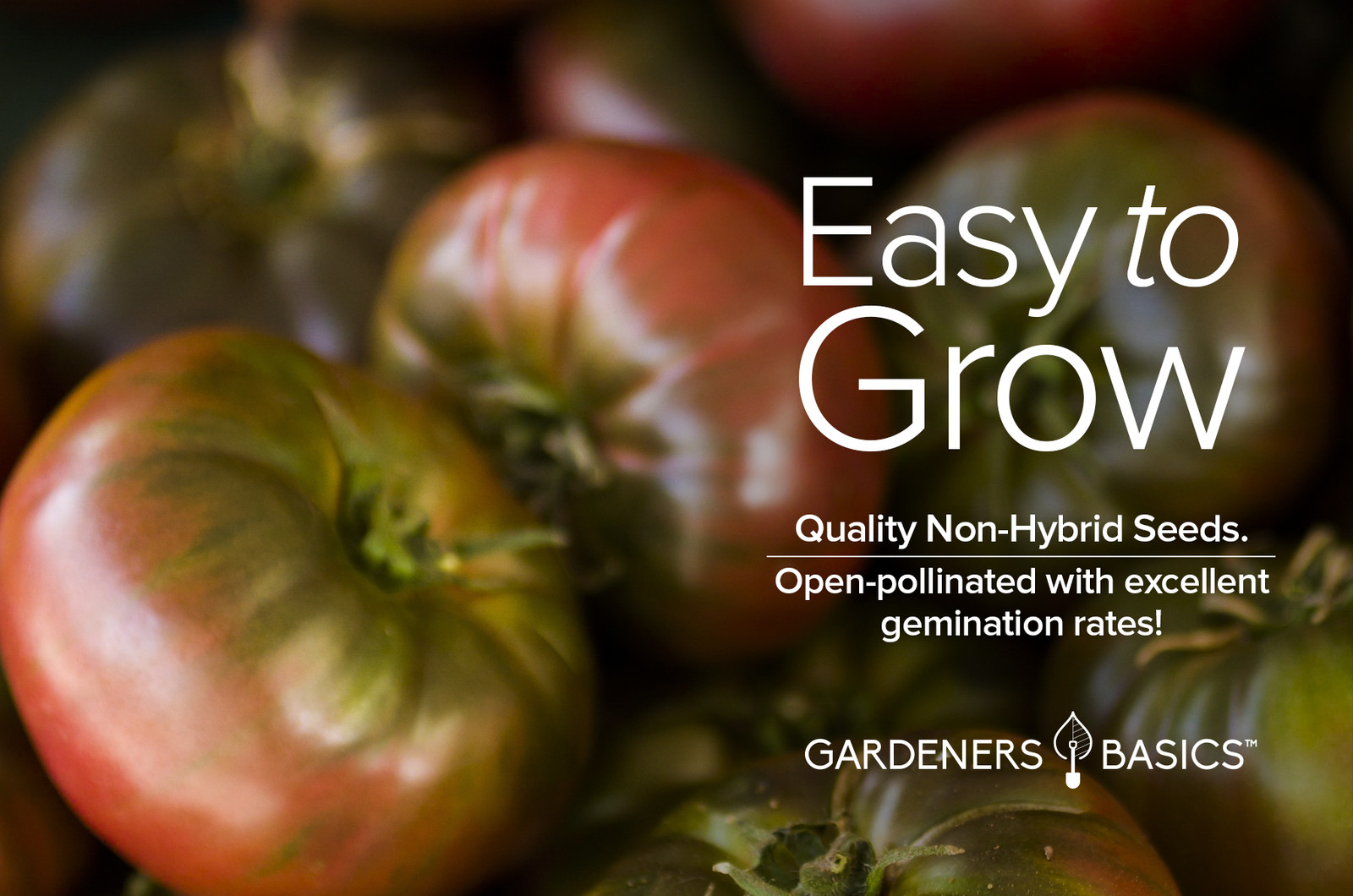 Black Krim Tomato Seeds