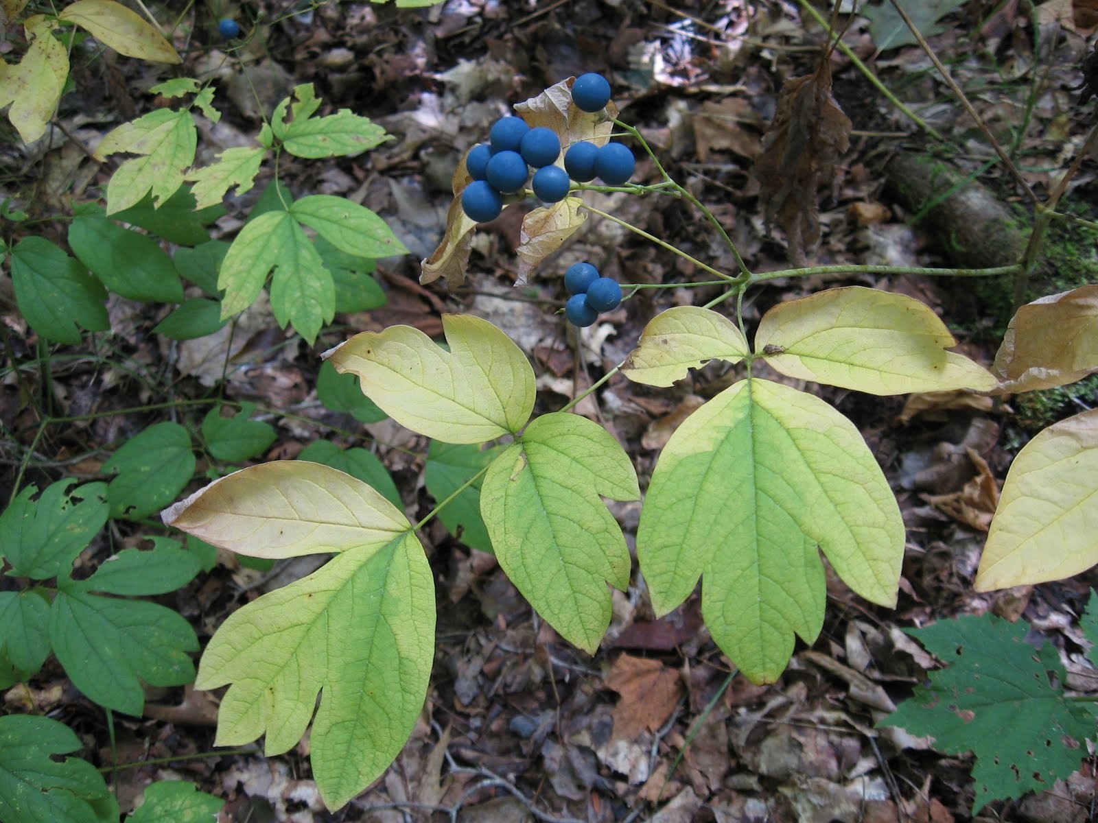 1 Blue Cohosh Bare Root Plant: Woodland Garden Perennial – Winter Hardy