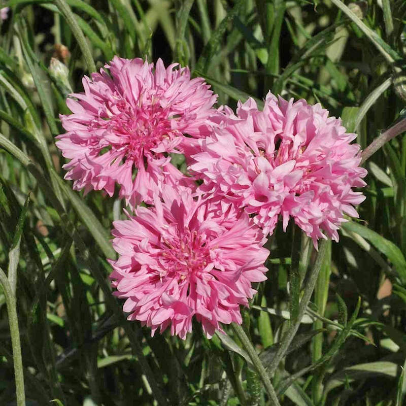 250+ BACHELOR BUTTON TALL PINK SEEDS CORNFLOWER FRESH FOR YOUR FLOWER GARDENS