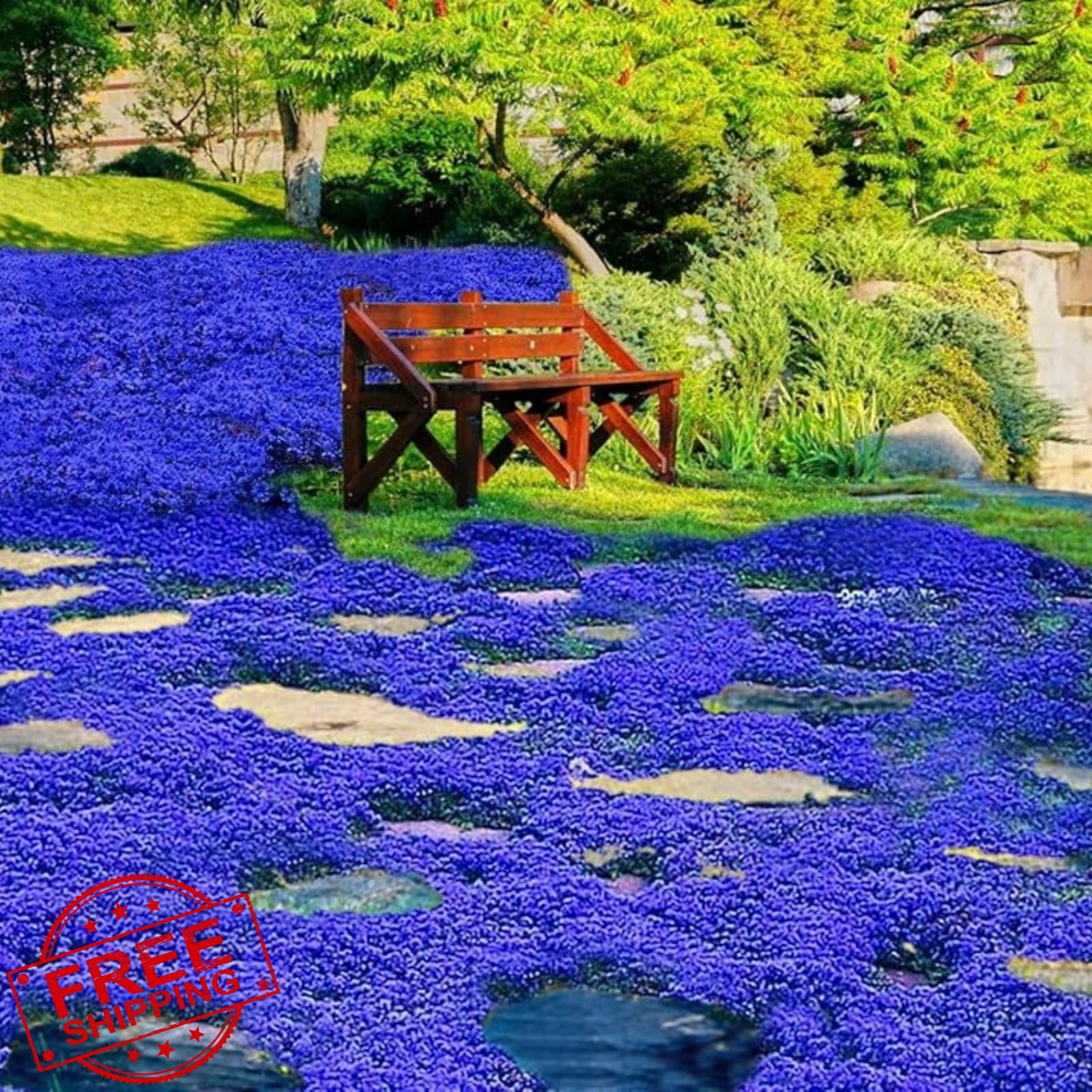 Magic Blue Creeping Thyme Seeds 20500+ Ground Cover Perennial