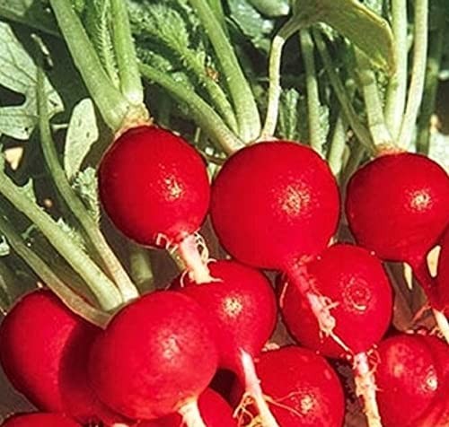 100 Champion Radish Seeds for Planting Non GMO Heirloom Seeds Fresh Vegetable
