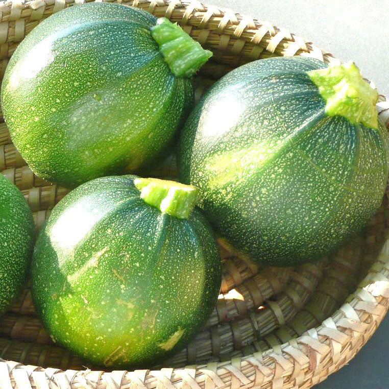 20 ROUND ZUCCHINI SEEDS – SUMMER SQUASH FRESH HARVEST FOR 2024 GARDENS