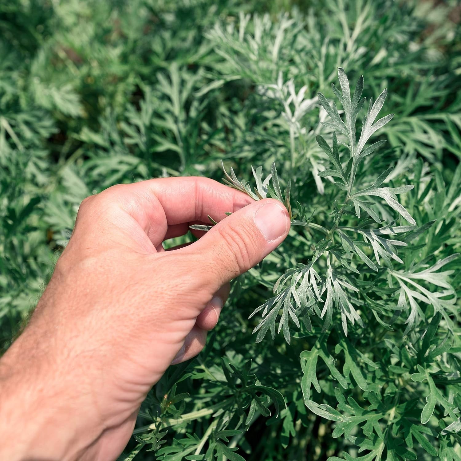 Perennial Wormwood Seeds (5000) – Low-Maintenance Herb with Yellow Summer Blooms