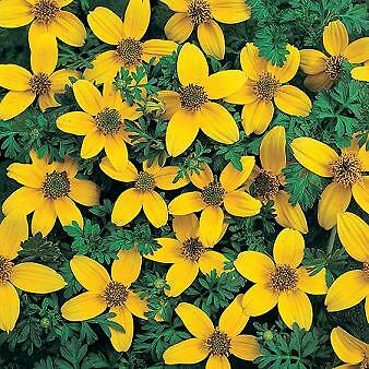 Bidens Golden Eye 250 seeds