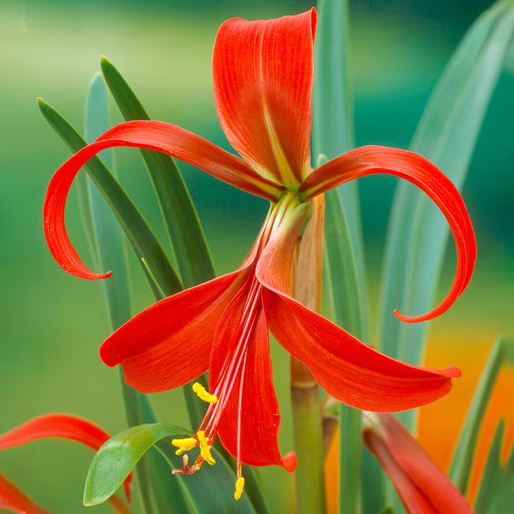16 Cm/18 Cm, Aztec Lily Sprekelia Flower Bulbs (Bag of 5)