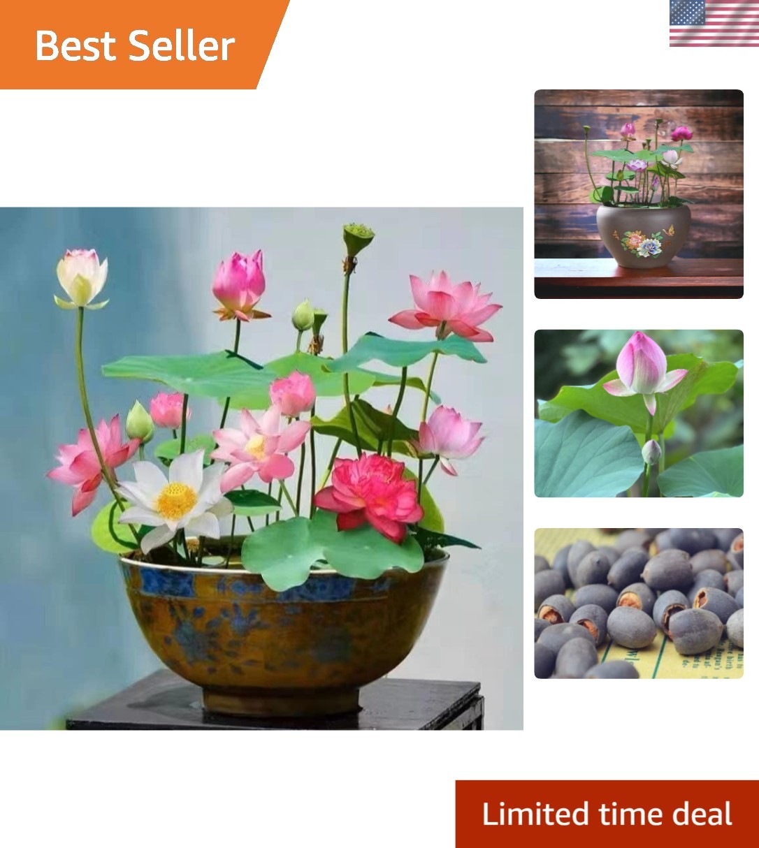 Grow 10PCS Lotus Seeds – Colorful Pink, Red & Green for Aquatic Oasis