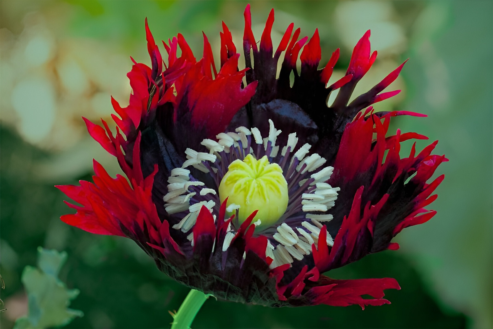 1,500 Drama Queen AKA Jimi’s Flag Poppy Seeds – P. Somniferum – Stunning Reds!