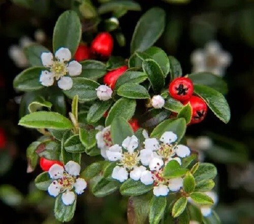 25 Seeds Cotoneaster dammeri Spreading Evergreen Woody Shrub +Flowers & Berries