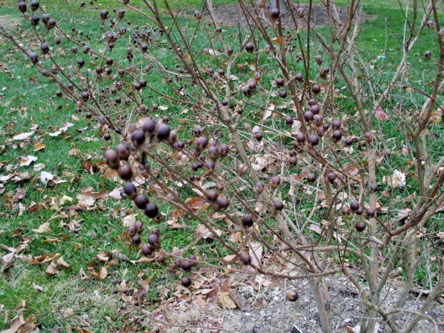 25 HOPI CREPE MYRTLE SEEDS – Lagerstroemia indica