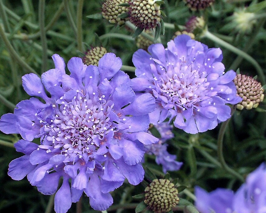 Pincushion Flower Scabiosa Mix of colors 200+ fresh 2024 seed pkt