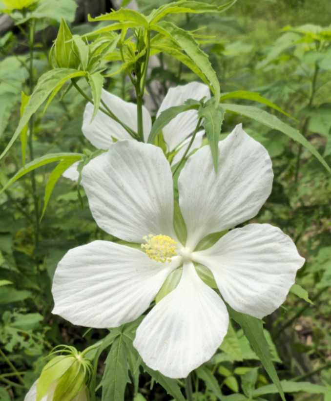 White Texas Star Hardy Hibiscus Plant – 4-8″ Tall – White Flowering Perennial
