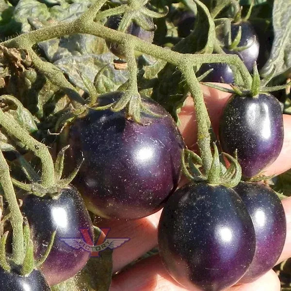 10 seeds Dwarf Mocha’s Cherry Tomato ORGANIC Rare Anthocyanin Variety
