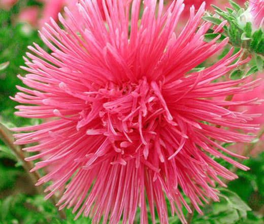ASTER NEEDLE UNICUM SALMON PINK Callistephus Chinensis – 200 Bulk Seeds
